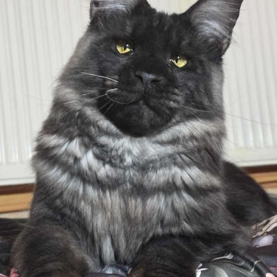 Vipcoon Wolverine